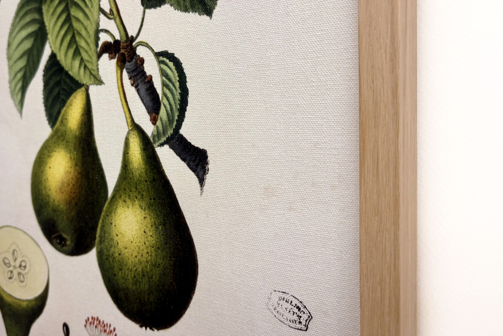 Poirier - dans "Nouveau Duhamel du Monceau ou traité des arbres et arbustes que l'on cultive en France", figures d'après les dessins de P.J. Redouté et P. Bessa, Paris - Pierre Joseph (after) Redoute