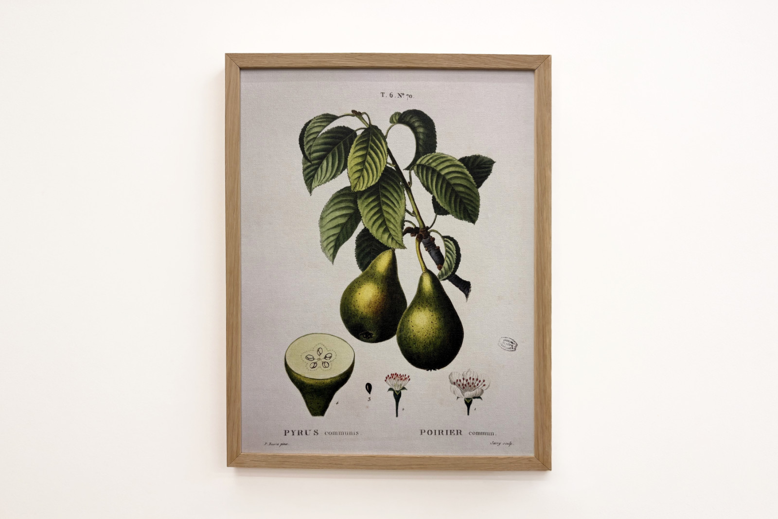 Poirier - dans "Nouveau Duhamel du Monceau ou traité des arbres et arbustes que l'on cultive en France", figures d'après les dessins de P.J. Redouté et P. Bessa, Paris - Pierre Joseph (after) Redoute