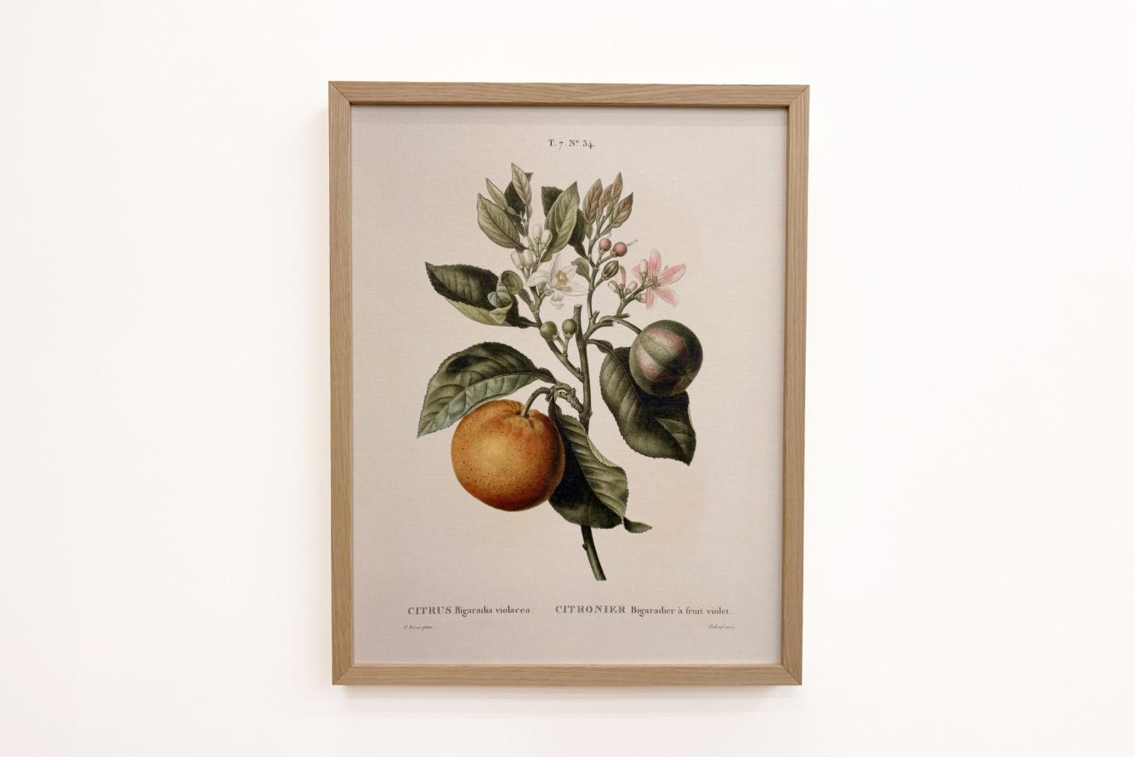 Oranger amer (Citrus aurantium) avec fruit violet par Pierre Joseph Redouté - Pierre-Joseph Redouté