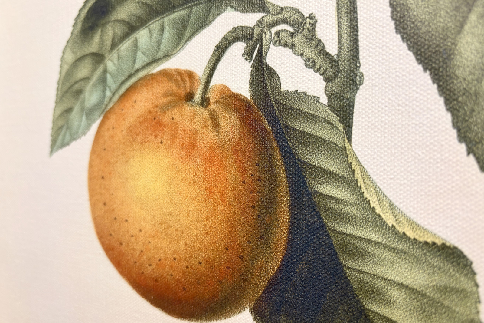Oranger amer (Citrus aurantium) avec fruit violet par Pierre Joseph Redouté - Pierre-Joseph Redouté