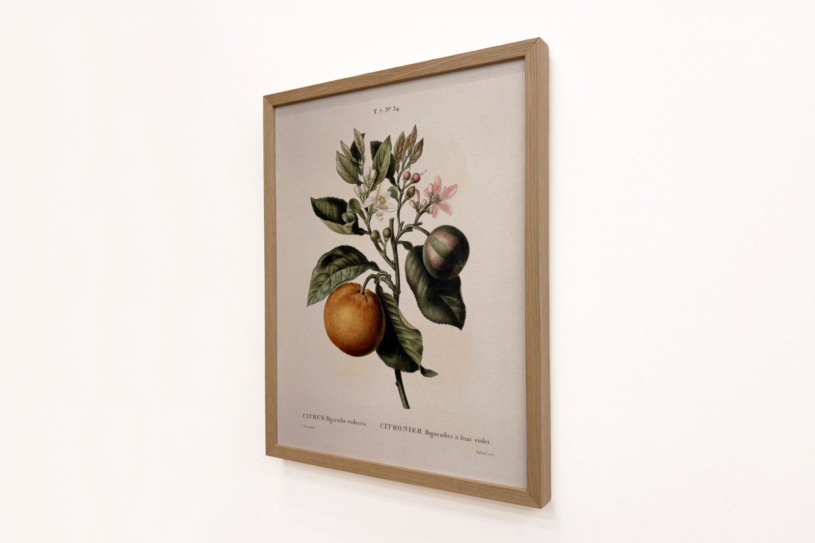 Oranger amer (Citrus aurantium) avec fruit violet par Pierre Joseph Redouté - Pierre-Joseph Redouté