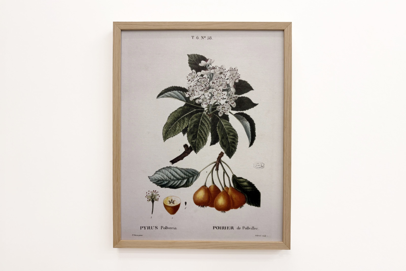 Poirier de Pollviller - dans Nouveau Duhamel du Monceau ou traité des arbres et arbustes que l'on cultive en France, figures d'après les dessins de P.J. Redouté et P. Bessa, Paris - Pierre Joseph (after) Redoute