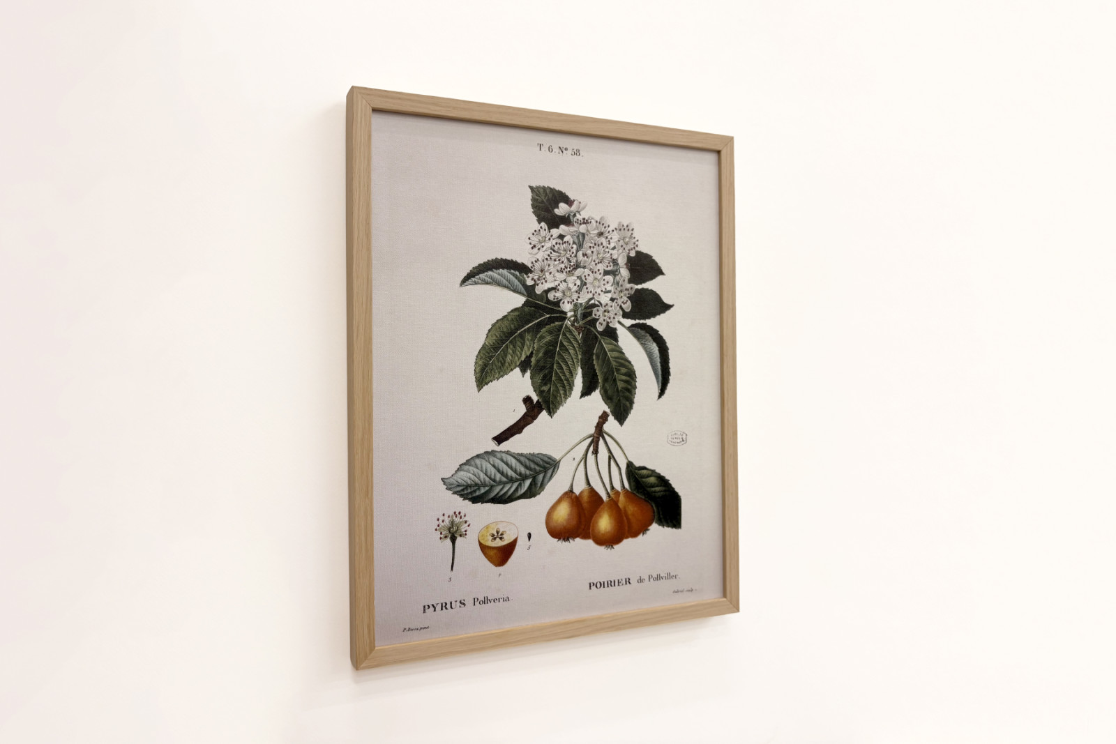 Poirier de Pollviller - dans Nouveau Duhamel du Monceau ou traité des arbres et arbustes que l'on cultive en France, figures d'après les dessins de P.J. Redouté et P. Bessa, Paris - Pierre Joseph (after) Redoute