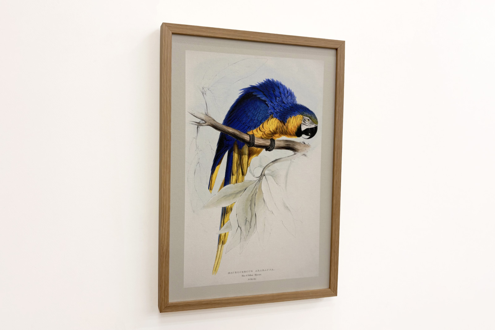 Ara ararauna - Edward Lear
