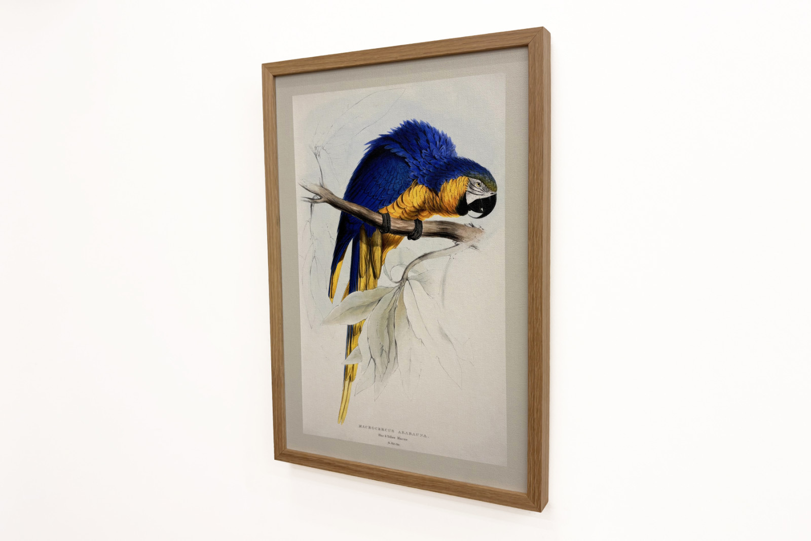 Ara ararauna - Edward Lear