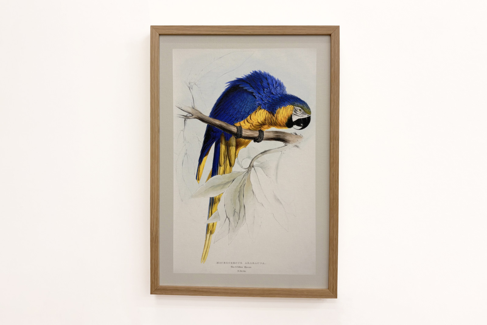 Ara ararauna - Edward Lear
