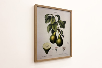 Poirier - dans "Nouveau Duhamel du Monceau ou traité des arbres et arbustes que l'on cultive en France", figures d'après les dessins de P.J. Redouté et P. Bessa, Paris