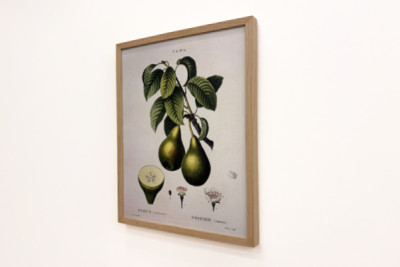 Poirier - dans "Nouveau Duhamel du Monceau ou traité des arbres et arbustes que l'on cultive en France", figures d'après les dessins de P.J. Redouté et P. Bessa, Paris