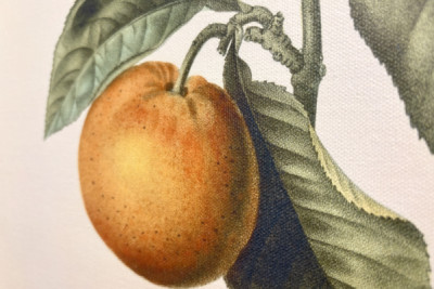 Oranger amer (Citrus aurantium) avec fruit violet par Pierre Joseph Redouté