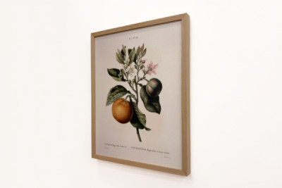 Oranger amer (Citrus aurantium) avec fruit violet par Pierre Joseph Redouté