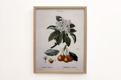 Poirier de Pollviller - dans Nouveau Duhamel du Monceau ou traité des arbres et arbustes que l'on cultive en France, figures d'après les dessins de P.J. Redouté et P. Bessa, Paris