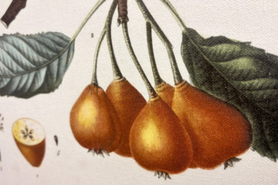 Poirier de Pollviller - dans Nouveau Duhamel du Monceau ou traité des arbres et arbustes que l'on cultive en France, figures d'après les dessins de P.J. Redouté et P. Bessa, Paris