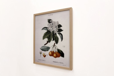 Poirier de Pollviller - dans Nouveau Duhamel du Monceau ou traité des arbres et arbustes que l'on cultive en France, figures d'après les dessins de P.J. Redouté et P. Bessa, Paris