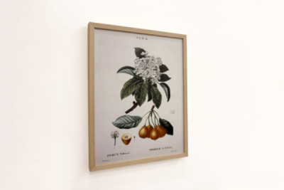Poirier de Pollviller - dans Nouveau Duhamel du Monceau ou traité des arbres et arbustes que l'on cultive en France, figures d'après les dessins de P.J. Redouté et P. Bessa, Paris