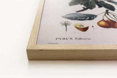 Poirier de Pollviller - dans Nouveau Duhamel du Monceau ou traité des arbres et arbustes que l'on cultive en France, figures d'après les dessins de P.J. Redouté et P. Bessa, Paris