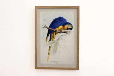 Ara ararauna - Edward Lear