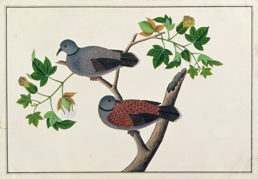 Oiseaux dans un arbre, des dessins d