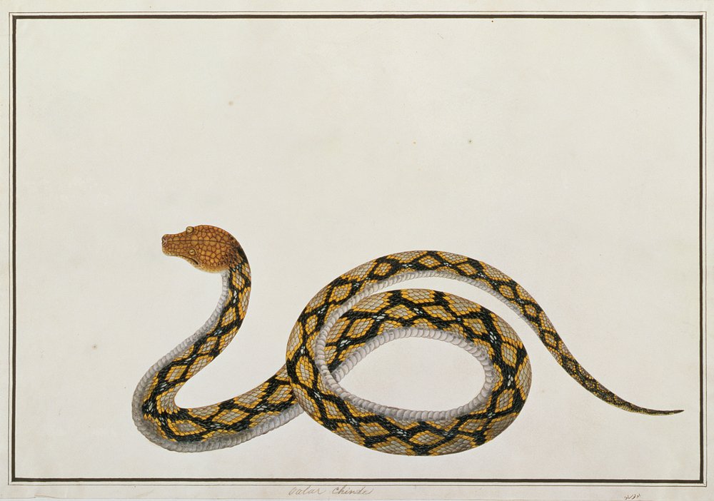 Oolur Chinde, de Dessins d'animaux, insectes et reptiles de Malacca, c ...
