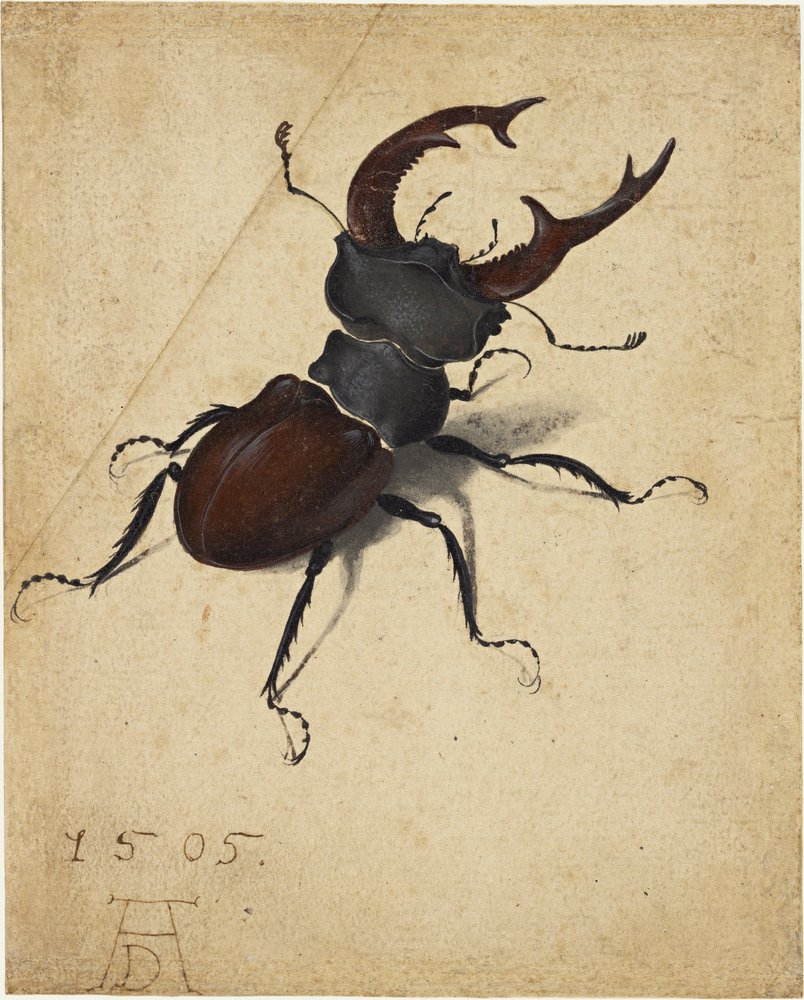 Scarabée cerf-volant - Albrecht Dürer