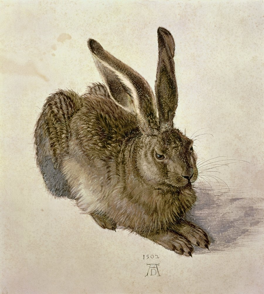 Jeune Lièvre - Albrecht Dürer