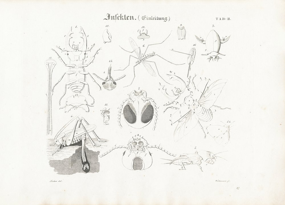 Anatomie des insectes | Anton Wachsmann | Estampe d'art