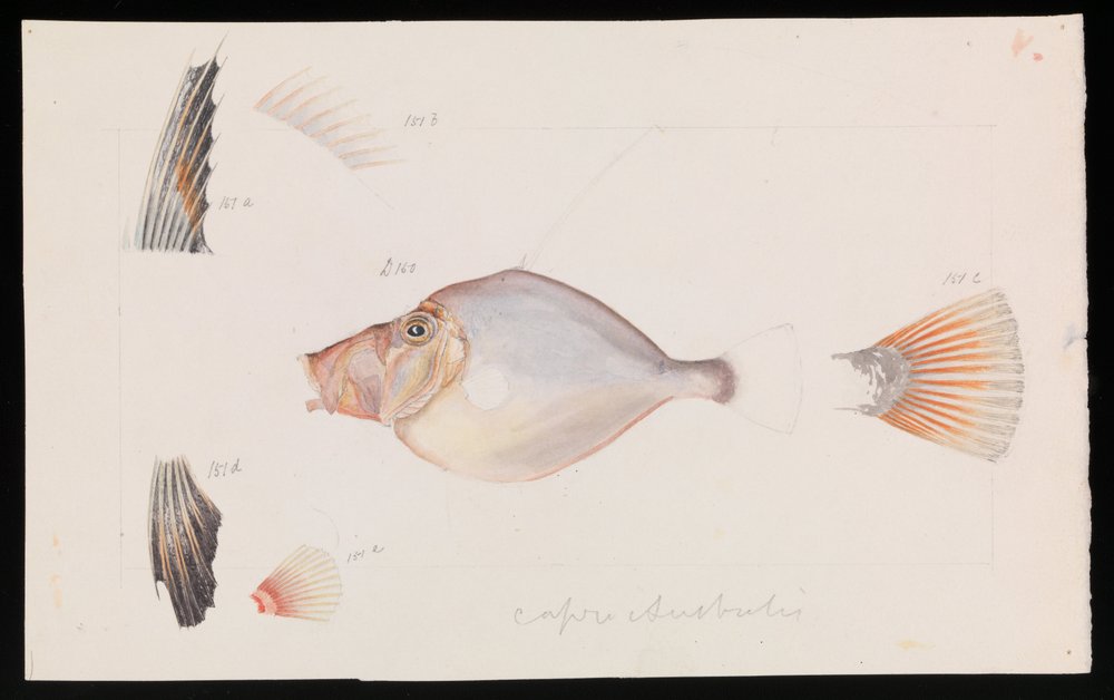 Dorée argentée, Cyttus australis | Arthur Bartholomew