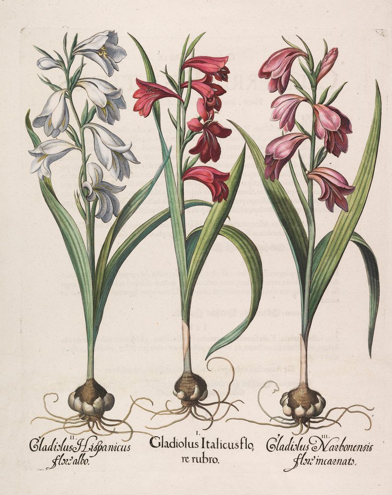 Gladiolus italicus flore rubro, 1613 - Basilius Besler