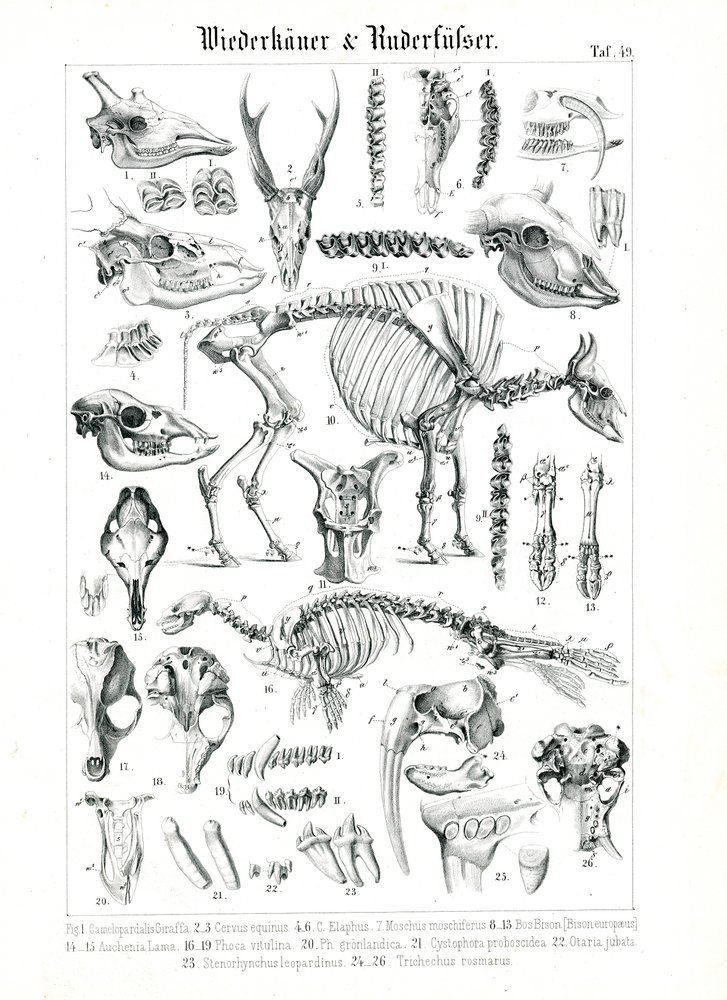 Illustration anatomique des ruminants et des pinnipèdes