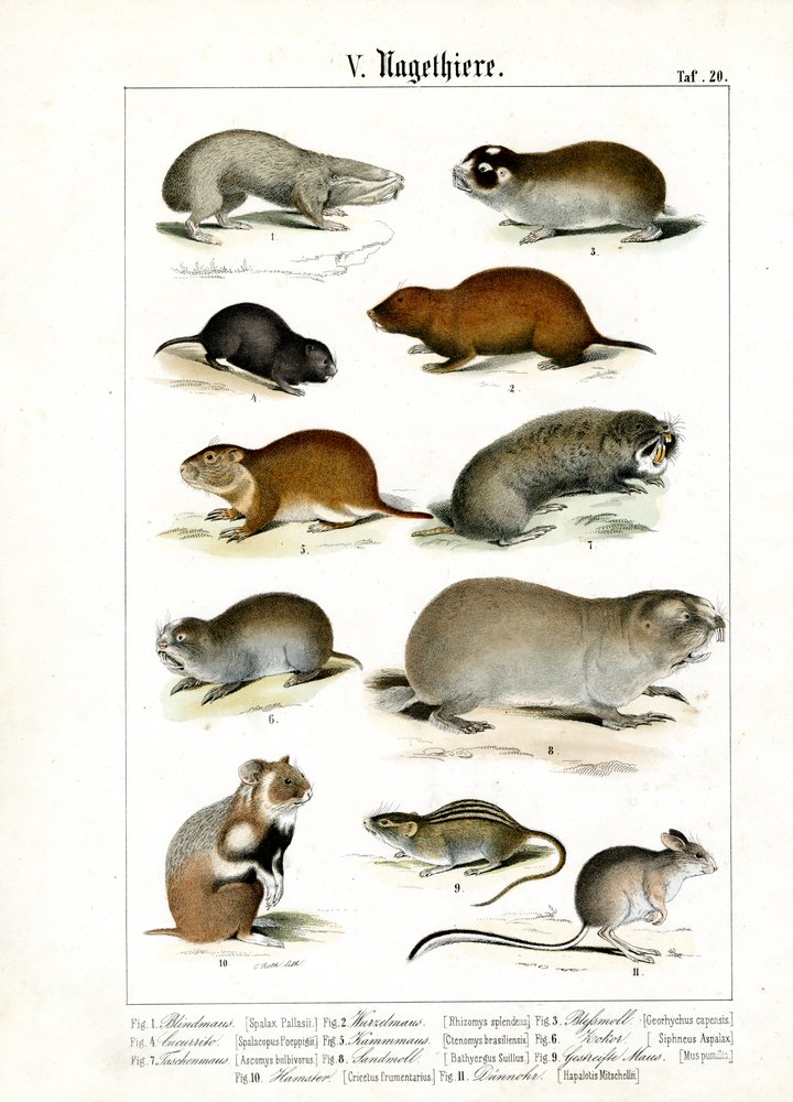 Les rongeurs et leurs adaptations morphologiques | C. Roth