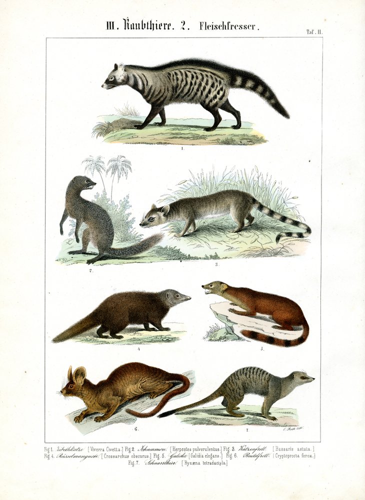 divers-carnivores-de-la-famille-des-civettes-et-des-mangoustes