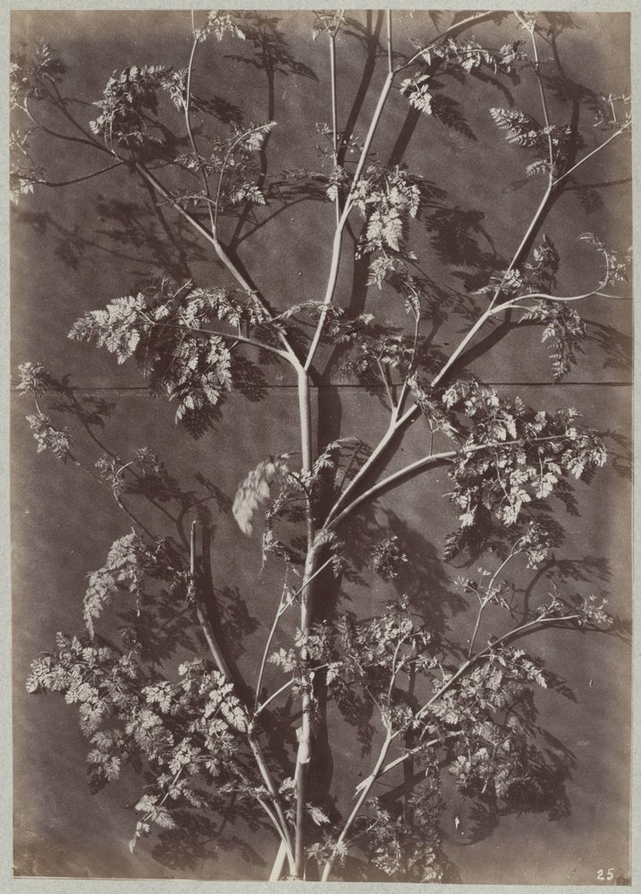 Étude avec des branches - Charles Aubry (manner of)