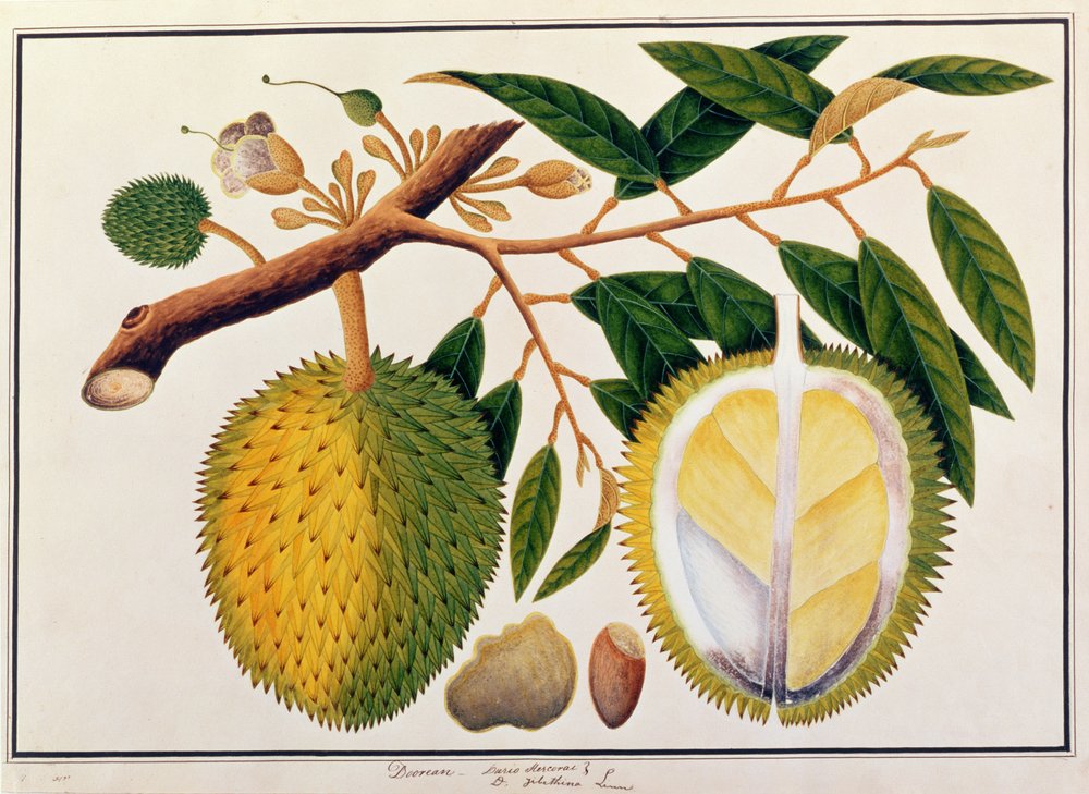 Doorean ou Durio Hercorae, tiré de Dessins de plantes de Malacca, v.1805-18 - Chinese School