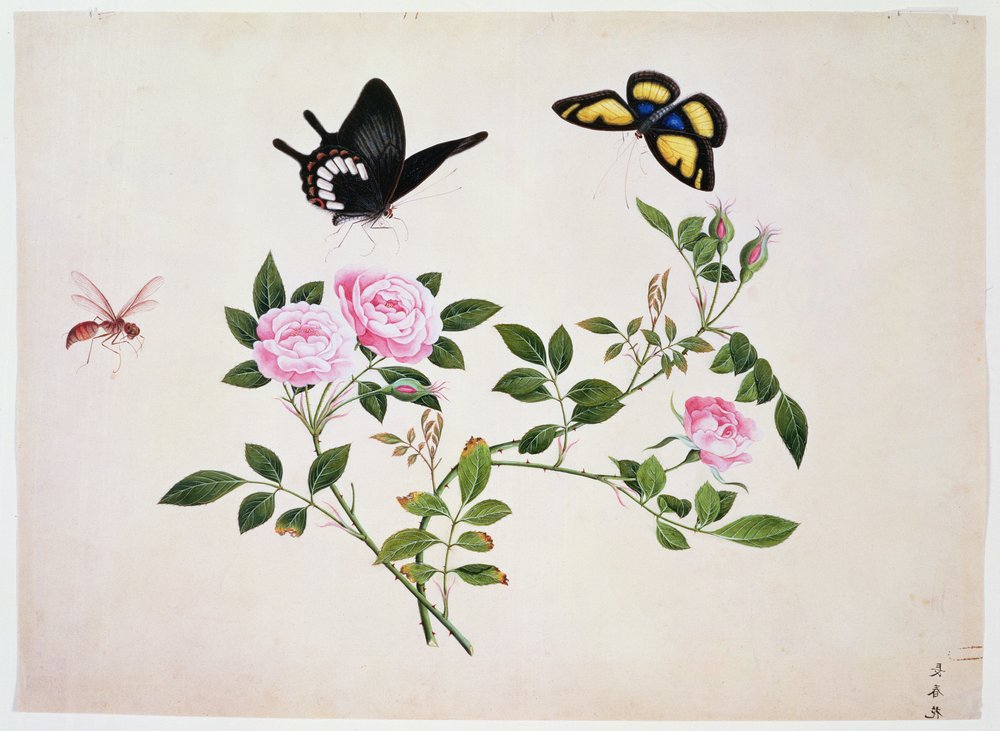 Roses en bouton et en fleur avec papillons et insectes - Chinese School