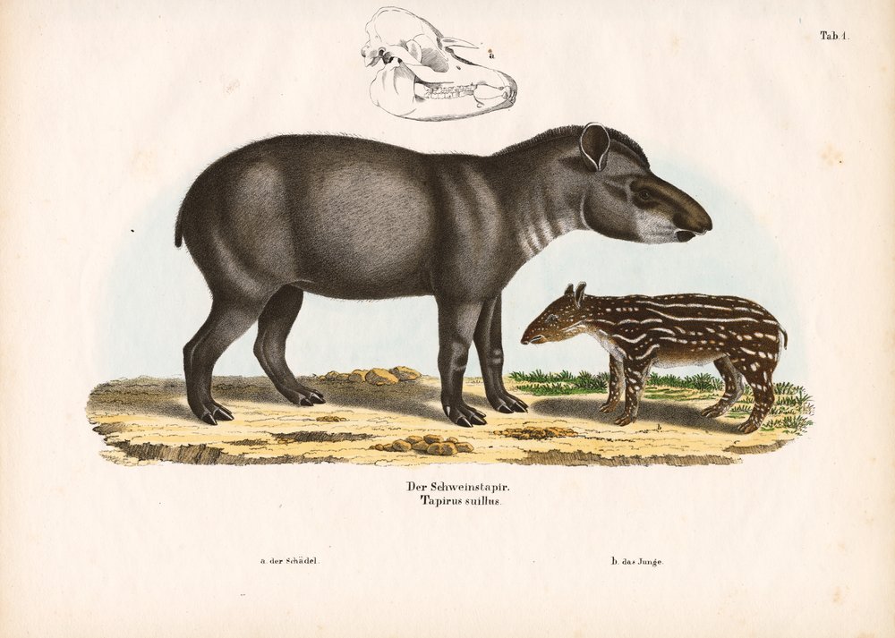 Tapir de plaine avec juvénile - Conrad Kull