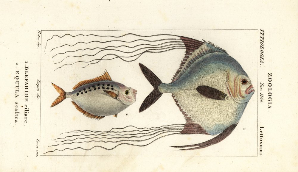 Carangue africaine, Alectis ciliaris, Blepharis ciliaris, Blefaride ...