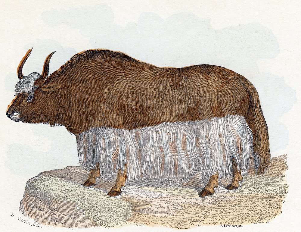 Yak - « L