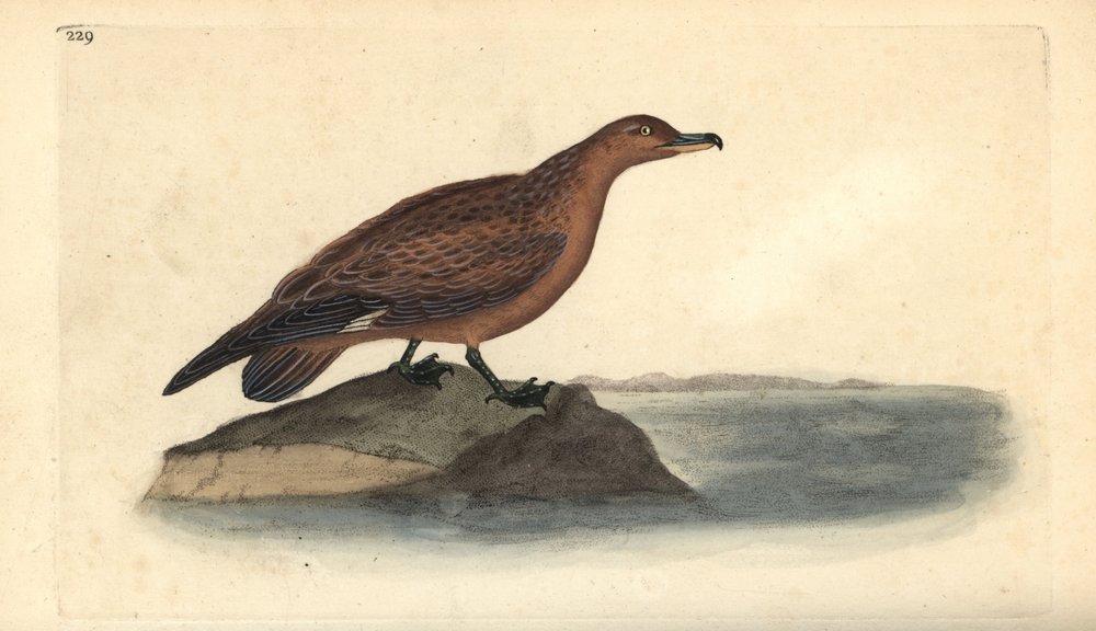 Grand labbe, Stercorarius skua | Edward Donovan