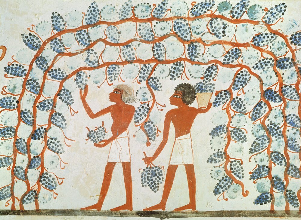 Vendanges, de la tombe de Nakht, Nouvel Empire (peinture murale) - Egyptian 18th Dynasty