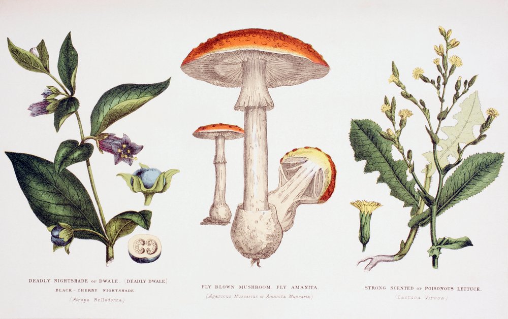 Plantes vénéneuses communes, vers 1890 - English School