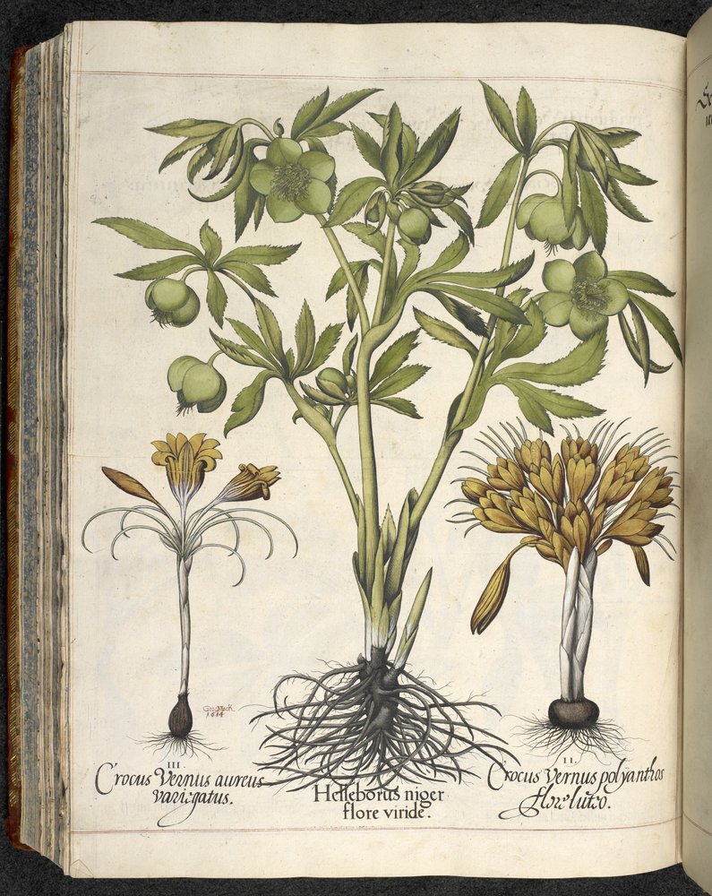 Helleborus niger (hellébore noir), tiré de « Culpeper