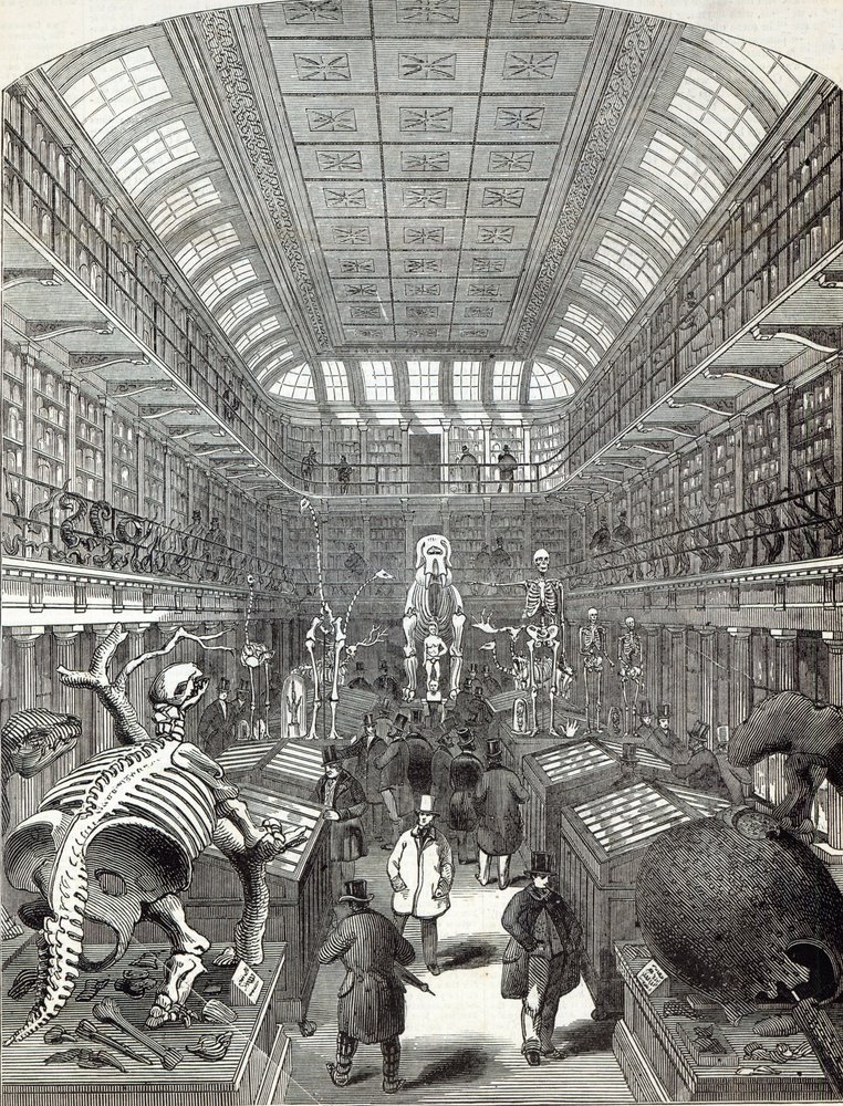 Le Musée Hunterian, au Royal College of Surgeons, de 