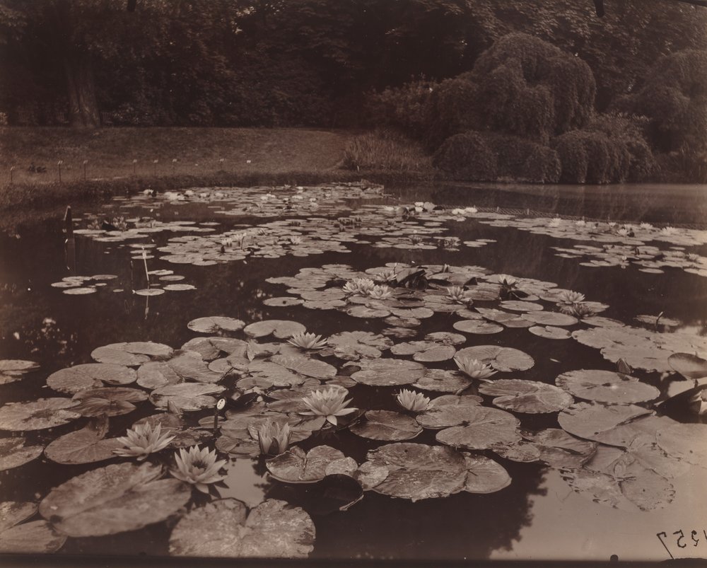 Nymphéas (Bagatelle) - Eugène Atget