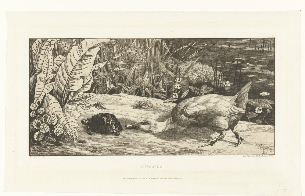 Canard et tortue sur le bord d