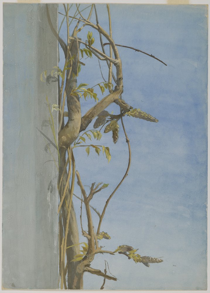 Glycine sur un mur - Fidelia Bridges