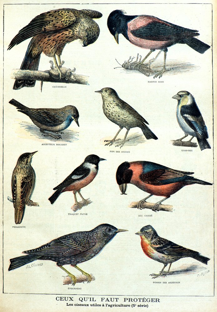 Oiseaux utiles à l