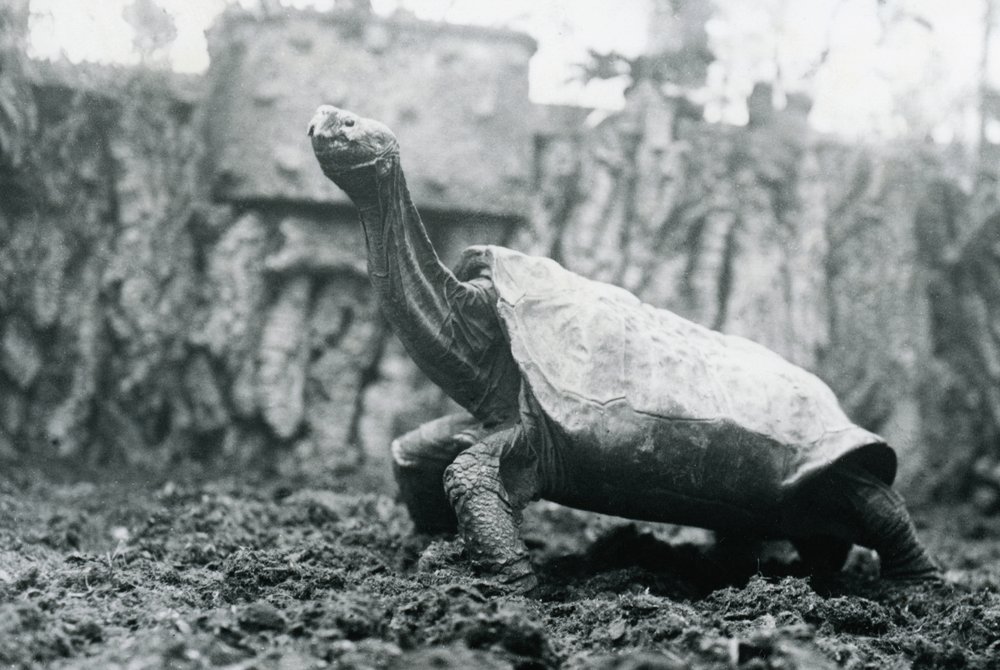 Tortue Géante Mâle d