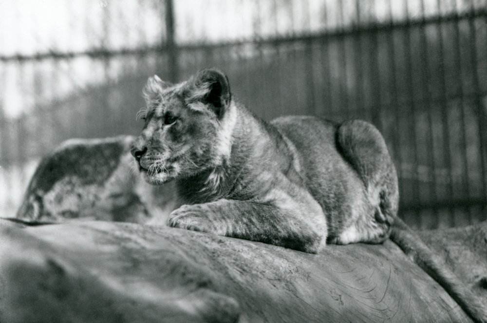 Un lionceau, né dans la ménagerie en juillet 1923, Zoo de Londres, juillet 1924 - Frederick William Bond