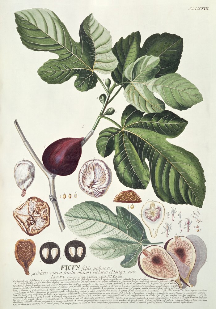 Ficus (Figuier) - Georg Dionysius Ehret