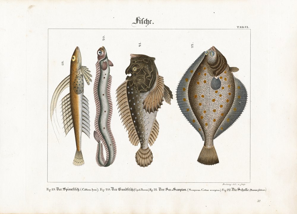 Poissons marins : libellule, poisson-bande rouge, rascasse et plie