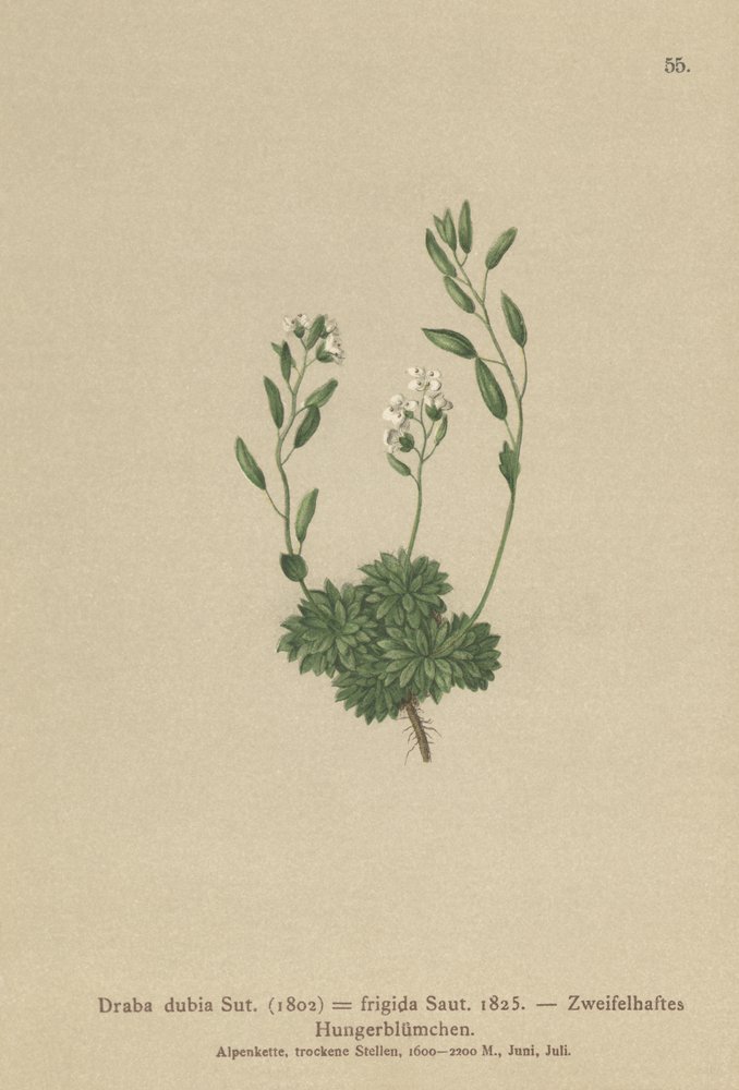 Drave autrichienne (Draba dubia, Draba frigida)